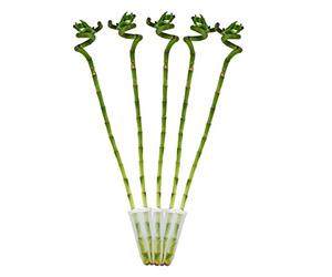 Lot de 5 bambous porte-bonheur 'Lucky Bamboo' - en forme de spirale - dans un tube - Dracaena Sanderiana - env.40 cm de haut