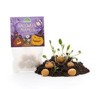 Lot de 5 billes de fleurs jaunes avec graines de fleurs sauvages parfumées pendant la nuit - Amusant effrayant créatif pour le jardin et le quartier