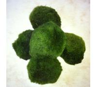 Lot de 5 boules de mousse, cladophora aegagrophila pour crevettes, 4 à 6 cm