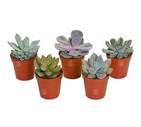 LOT DE 5 ECHEVERIA MIXTES PLANTES D'INTÉRIEUR DÉCORATIVES POUR LA MAISON EN POT CULTURE FACILE