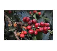 Lot de 5 graines de café arabica Catuai ID259 - Pour le jardin et le café Seeds & Plants Shop by Ipsa