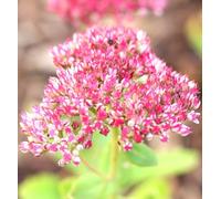 Lot de 5 grandes poules grasses Sedum Automne Joie Téléphium 9 x 9 cm Pot résistant à l'hiver