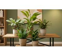Lot de 5 plantes d intérieur purificatrices d air
