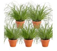 Lot de 5 plantes “Herbe à chat”, +/- 20-30 cm, ø 10-15 cm pot, 5x Herbe à chat pour la maison et le bureau, non toxique & sans danger pour les animaux, qualité du professionnel des plantes