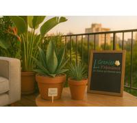 Lot de 50 graines à semer - Le Grenier d'Abondance - variétés d'Agaves Succulentes - 2 sachets individuels