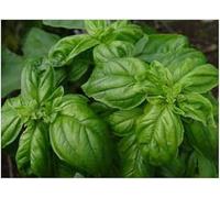 Lot de 50 Graines BIO basilic vert ITALIEN Herbe Plante Aromatique Potager - 04