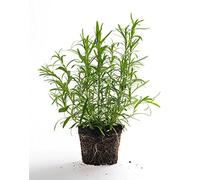 Lot de 50 Graines d' Estragon Aromatique Potager
