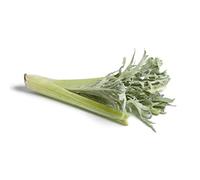 Lot de 50 Graines de Cardon Blanc Amelioré - Variété Sans Epines - Les côtes pleines et charnues - très décoratifs - Qualité Gustative - Semences Reproductibles