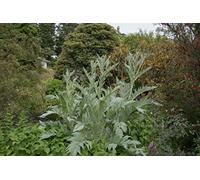 Lot de 50 Graines de Cardon Plein Blanc Amelioré - Variété Sans Epines - Les côtes pleines et charnues - très décoratifs - Qualité Gustative - Semences Reproductibles