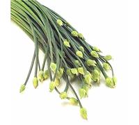 lot de 50 Graines de ciboulette chinoise envoi de france sous 48h
