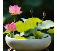 Lot de 50 graines de lotus de couleurs mélangées, graines de lotus for bonsaï à planter dans l'eau, graines de lotus hydroponiques for la décoration du jardin de la maison