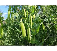 Lot de 50 Graines de Pois Potager Douce Provence - Variété très Appréciée, Sucrée, Juteuse et Fondante - Légume d'Accompagnement Idéal - 100% Naturel - Garantie Germination - 100% Reproductibles
