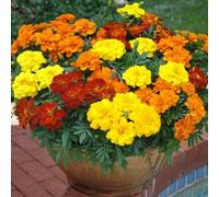 Lot de 50 graines de souci nains pour pots à fleurs suspendus