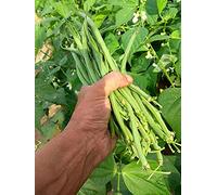 Lot de 50 Graines d'Haricot Nain Cigal - Variété Rare - 100% Naturelle - Gousses Extra-fines - Peu Calorique, Riche en Fibre - Grande Qualité Gustative - Garantie Germination - 100% Françaises