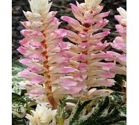 Lot de 50 graines fraîches d'acanthe rose et blanche