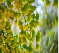 Lot de 50 nouvelles graines fraîches de ginkgo biloba vert et jaune