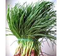 Lot de 50 nouvelles graines fraîches de plantes Agretti vertes