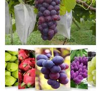 Lot de 50 sacs à fruits en maille pour plantes de jardin protégeant les pommes, les pêches, les poires, les oranges contre les dommages causés par les oiseaux et les insectes avec tissu non tissé (200