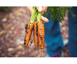 Lot de 500 Graines de Carottes Muscade - Variété Rare - Très Précoce - Grande Qualité Gustative - Semences de Carotte 100% Françaises - Semences Potagères - Graines Potagères de Qualité