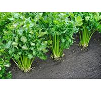 Lot de 500 Graines de Cèleri Branche à Couper - Variété Resistante et Productive - Chair Blanche et lisse - Goût prononcé pour vos plats - Semences Reproductibles