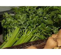 Lot de 500 Graines de Cèleri Branche D'Elne - Variété au feuillage vert et à côtes rondes - lisses, très charnues - d'excellente qualité culinaire - Semences Reproductibles