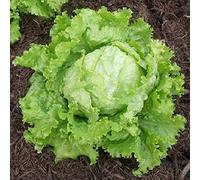 Lot de 500 Graines de Laitue Blonde de Paris - Variété Productive - Résistante à la chaleur - salades bien croquantes - 100% Naturelle - Qualité Gustative - Garantie Germination - Reproductibles