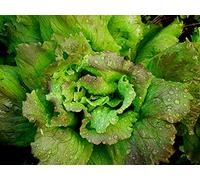 Lot de 500 Graines de Laitue Brune d'Hiver - Variété Ancienne et Rustique - Résistante au Froid - Riche en Nutriments - Salade Croquante - 100% Naturelle - Garantie Germination - 100% Reproductibles