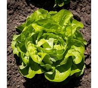 Lot de 500 Graines de Laitue du Bon Jardinier - Variété Populaire et apprécier - Incontournable - Facile à Cultivée - 100% Naturelle - Qualité Gustative - Garantie Germination - 100% Reproductibles