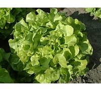 Lot de 500 Graines de Laitue Feuille de Chêne Blonde à Graine Noire - Variété Populaire, Massive et Fondante - Facile à Cultivée - Naturelle - Garantie Germination - Semences 100% Reproductibles