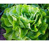 Lot de 500 Graines de Laitue Kagraner Sommer 2 - Variété Rustique à croissance Rapide - Saveur Douce et Fraîche - 100% Naturelle - Qualité Gustative - Garantie Germination - Semences Reproductibles