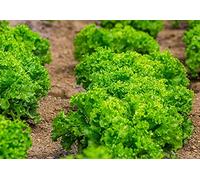 Lot de 500 Graines de Laitue Lollo Bionda - Variété Volumineuse et Frisée - Laitue à la saveur Douce et Tendre - repousse après récolte - 100% Naturelle - Garantie Germination - 100% Reproductibles