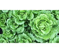 Lot de 500 Graines de Laitue Madrilene - Saveur caractéristique - Feuille Tendre et rafraîchissante - Facile à Cultivée - 100% Naturelle- Garantie Germination - Semences 100% Reproductibles