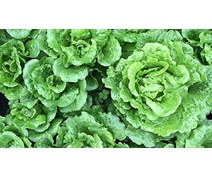 Lot de 500 Graines de Laitue Madrilene - Saveur caractéristique - Feuille Tendre et rafraîchissante - Facile à Cultivée - 100% Naturelle- Garantie Germination - Semences 100% Reproductibles