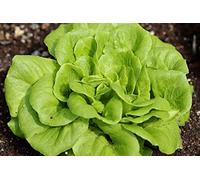 Lot de 500 Graines de Laitue Merveille d'Hiver - Variété Rustique, Volumineuse et Parfumée - Résistante au Froid - Facile à Cultivée - 100% Naturelle - Garantie Germination - 100% Reproductibles