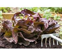 Lot de 500 Graines de Laitue Red Salad Bowl - Variété Ferme et Croquante - Incontournable du Potager - Riche en Nutriments - 100% Naturelle - Garantie Germination - Semences 100% Reproductibles