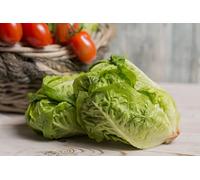 Lot de 500 Graines de Laitue Sucrine - Feuilles tendres et savoureuses - Qualité Gustative - Variété Reproductible et Française