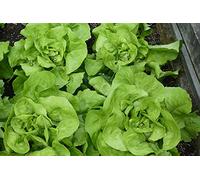 Lot de 500 Graines de Laitue têtue de Nîmes - Variété à Feuille Epaisses - Goût presque Sucré - Riche en Nutriments et Minéraux - 100% Naturelle - Garantie Germination - Semences 100% Reproductibles