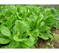 Lot de 500 Graines de Mâche à Grosse Graine - Variété Volumineuse, Hâtive et Goûteuse - Reproductible - Riche en Nutriments - 100% Naturelle - Garantie Germination - Semences 100% Reproductibles