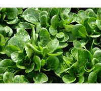 Lot de 500 Graines de Mâche Coquille de Louviers - Variété à consommer cuite ou en salade - Riche en Nutriments - 100% Naturelle - Qualité Gustative - Garantie Germination - 100% Reproductibles