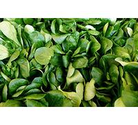 Lot de 500 Graines de Mâche Verte à Cœur Plein 2 - Variété aux Saveurs d'Exception - Riche en Vitamines - 100% Naturelle - Qualité Gustative - Garantie Germination - Semences 100% Reproductibles