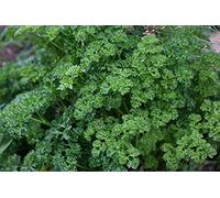 Lot de 500 Graines de Persil Nain Frisé Mousse - Plante aromatique Arôme prononcé - Indispensable de la Cuisine - 100% Naturelle - Qualité Gustative - Garantie Germination - 100% Reproductibles