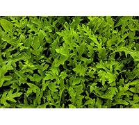 Lot de 500 Graines de Roquette Cultivée - Gout Rappelant la Noix - Feuille verte Charnus et Savoureuse - Croissance Rapide - Excellente Qualité - Garantie Germination - Semences 100% Reproductibles