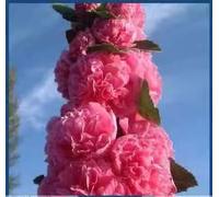 Lot de 500 Rose tremiere graine,Plante grimpante exterieur,Alcea rosea,vivace,double fleur,pour la plantation en plein air clôtures de jardin,pergolas et treillis,vigne longue floraison (G)