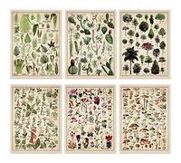 Lot de 6 affiches végétales vintage - Impressions botaniques - 30,5 x 40,6 cm - Poster décoratif d'arbre - Décoration murale vintage champignon - Poster floral nature pour mur - Affiches de cactus