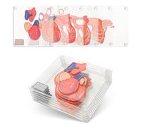 Lot de 6 dessous de verre anatomiques en forme de cœur - Lot de 6 sous-verres cerveau 3D également disponibles. Cadeaux anatomiques humains Cadeaux d'étudiants en médecine Regalos para enfermeras