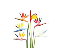 Lot de 6 fleurs artificielles de 6 couleurs,Oiseau du paradis,Fleurs permanentes,58cm Bouquets de fleurs tropicales d'imitation pour fond de mariage,centre de table,arrangement de plantes multicolore