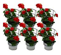 Lot de 6 géraniums suspendus Pelargonium Peltatum - Pot de 12 cm