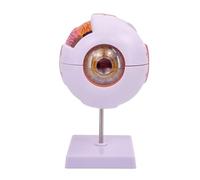 Lot de 6 globes oculaires anatomiques pour hôpital et laboratoire, modèle d'anatomie des yeux humains, accessoire d'enseignement de l'anatomie des yeux humains