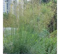 Lot de 6 herbes à plumes géantes - Stipa Gigantea : hauteur majestueuse et nuages de plumes dorées dans un pot de 9 x 9 cm.