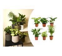 Lot de 6 - Mélange de plantes vertes - H. 20-40 cm - P. 12 cm